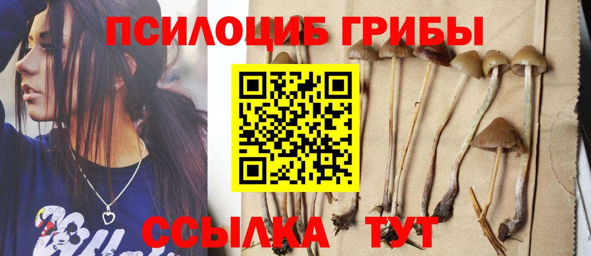 Псилоцибиновые грибы Psilocybe Воркута